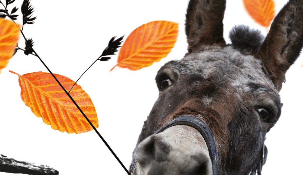 Ein Esel im Herbst